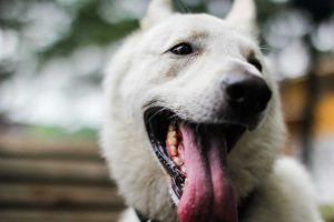 ＪＫＣ愛犬飼育管理士資格の取得方法と試験内容や難易度について