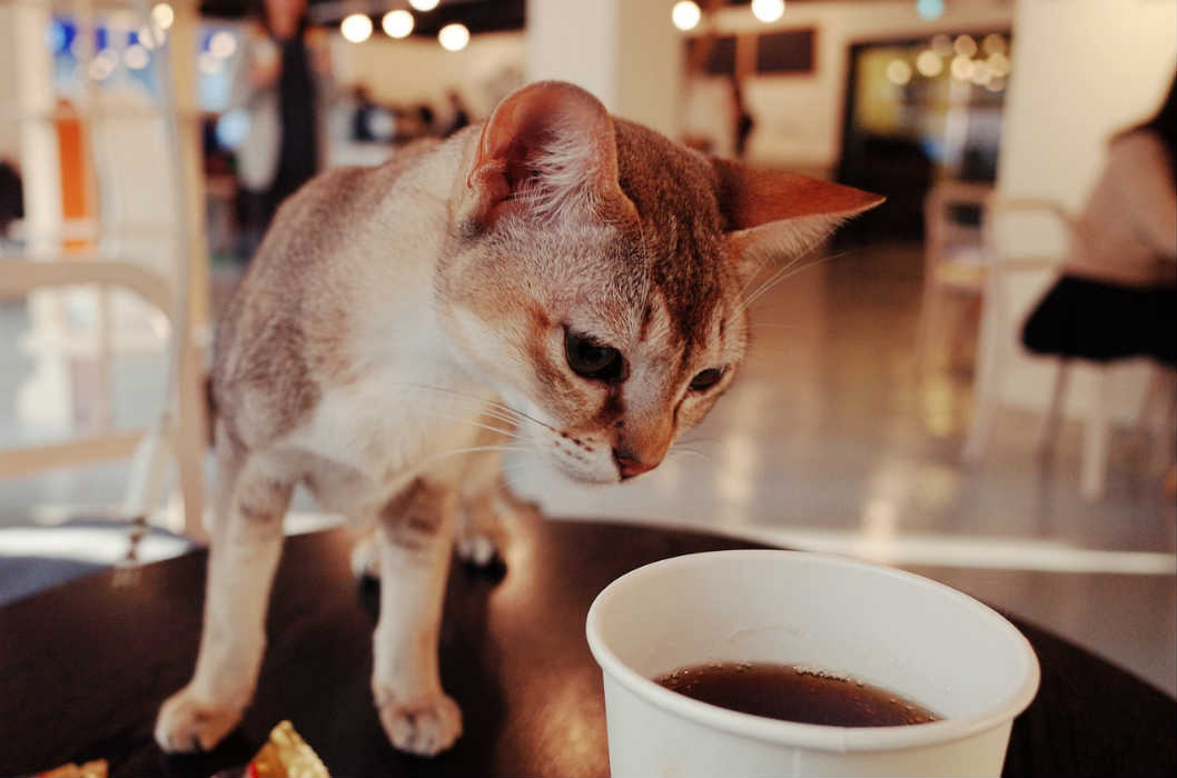 猫カフェの開業資金